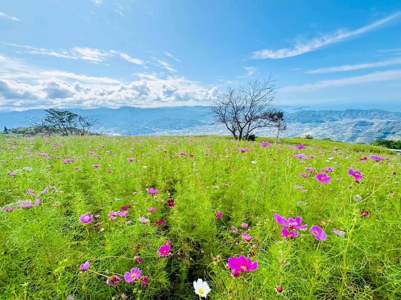 イベント情報】第2弾！コスモスパーク🌸でみかんジュース販売会｜株式