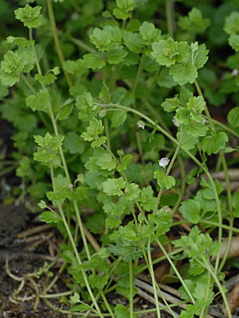 イヌノフグリ Veronica polita var. lilacina オオバコ科