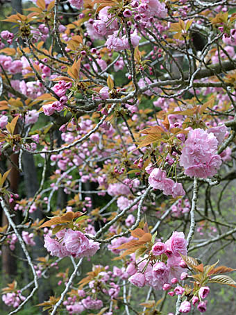 肉質画河崎久二薔薇