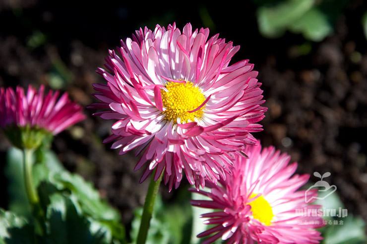 デイジー（デージー）