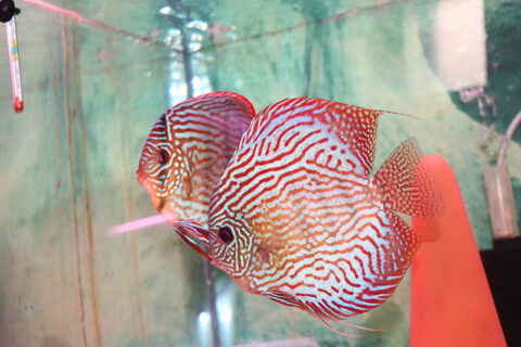 レッドタイプⅠ｜ディスカス - 熱帯魚のmishima