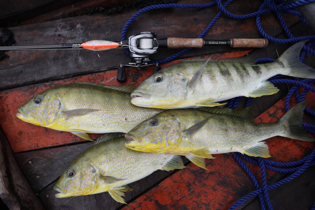 怪魚版野良ネズミ”、Banheiro（バンニェイロ）のトリセツ2022