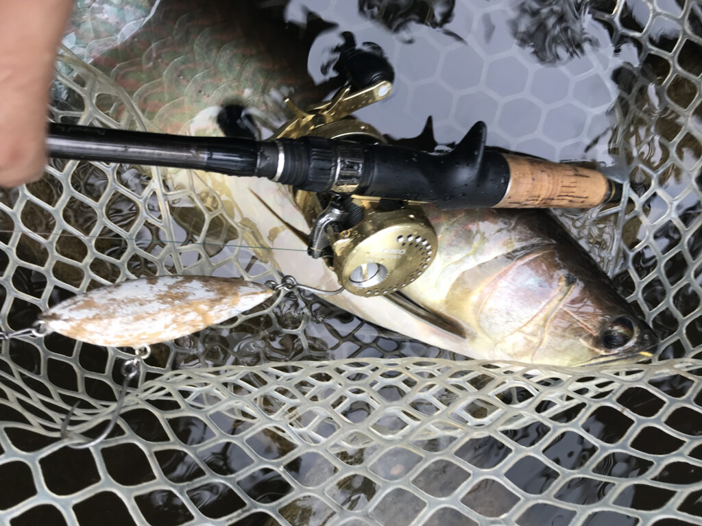 怪魚版野良ネズミ”、Banheiro（バンニェイロ）のトリセツ2022