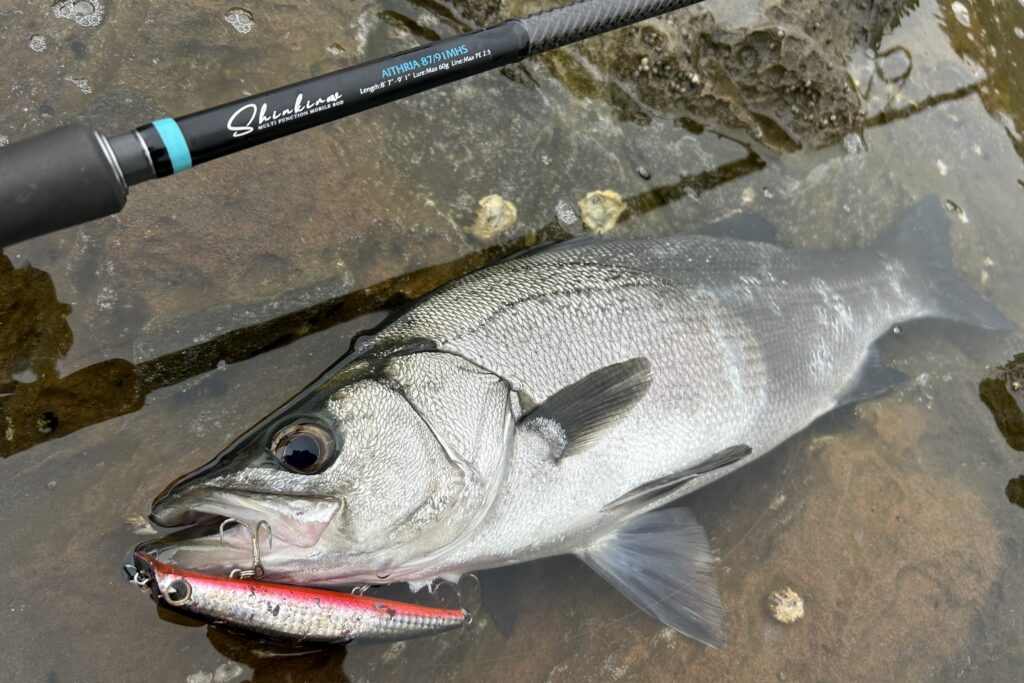 2024年一気語り。現行モンキスモバイルロッドで狙ってみたヒラスズキ
