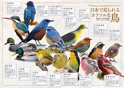 日本野鳥の会 : プレスリリース：日本野鳥の会 色とりどりの野鳥たちを