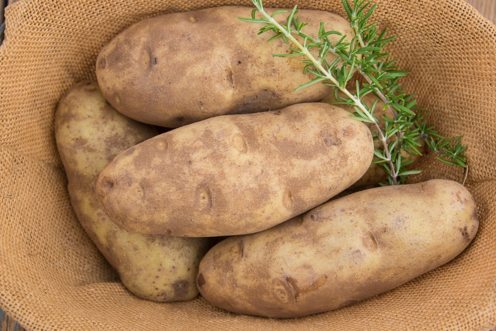 Gurney's Seed and Nursery Burbank Russet Seed Potatoes 2 Lb Bags