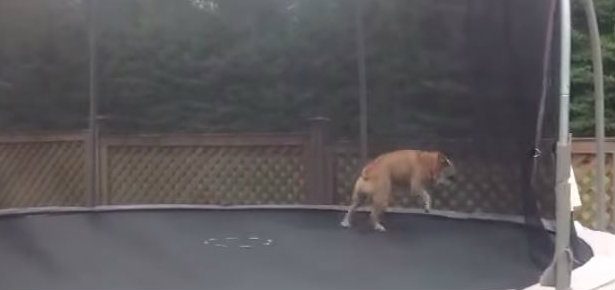 Video of the Day - Dog on a trampoline - Modern Dog Magazine