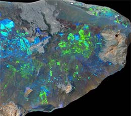 徳島県立博物館 / ミネラルズ : 生物・化石と鉱物 : オパール化した貝化石
