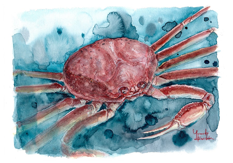 楚蟹 | 今月の魚 アーカイブ | 豊海おさかなミュージアム