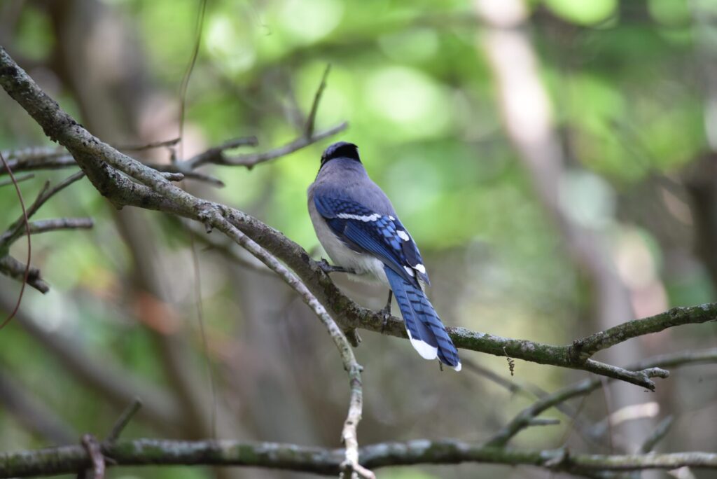34. 幸せの青い鳥、実は青くない？！『アオカケス』 / マイグレートバード