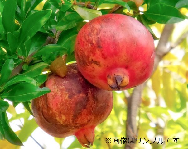 ザクロ（柘榴）：ペルシャブラック | nae-ya｜herbal tree shop