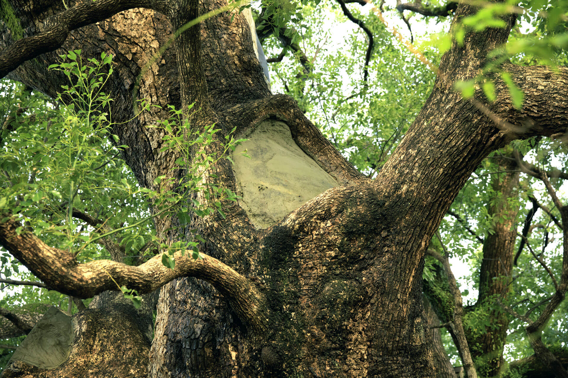長崎クスノキプロジェクト