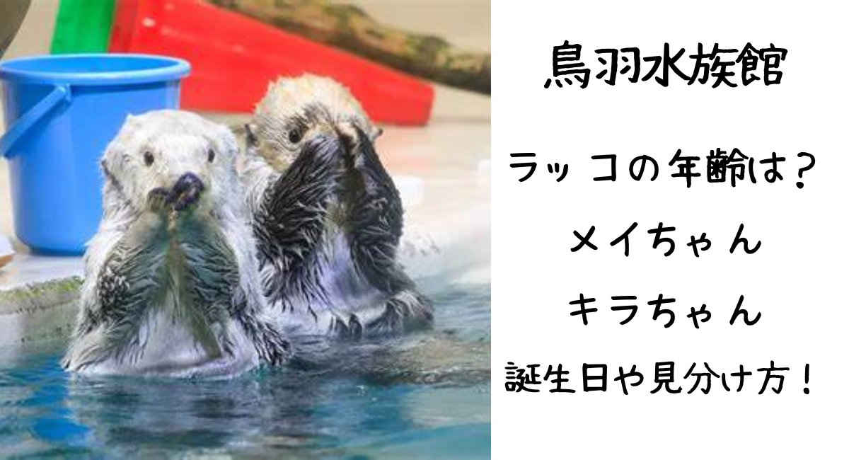 鳥羽水族館のラッコの年齢は？メイちゃん・キラちゃんの誕生日や見分け方！