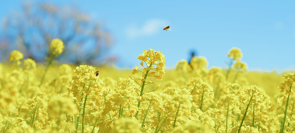 地蜂の蜂蜜 - 中津留物産