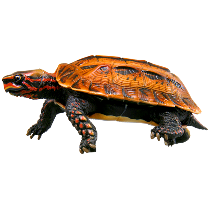 NTC 日本のカメ 特装版 – ネイチャーテクニカラー公式