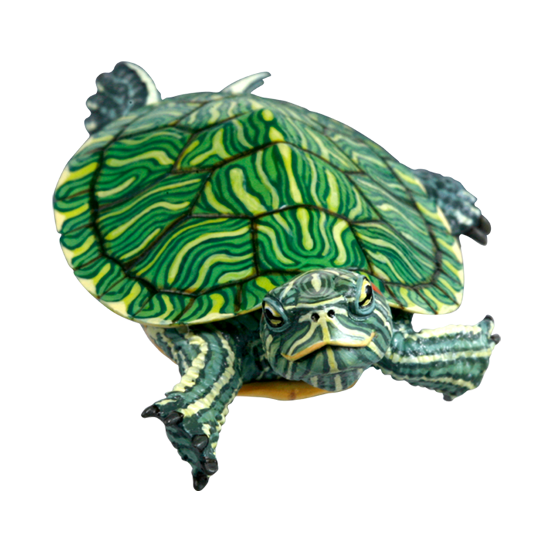 NTC 日本のカメ 特装版 – ネイチャーテクニカラー公式