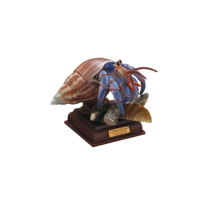 NTC 小笠原 特装版 – ネイチャーテクニカラー公式