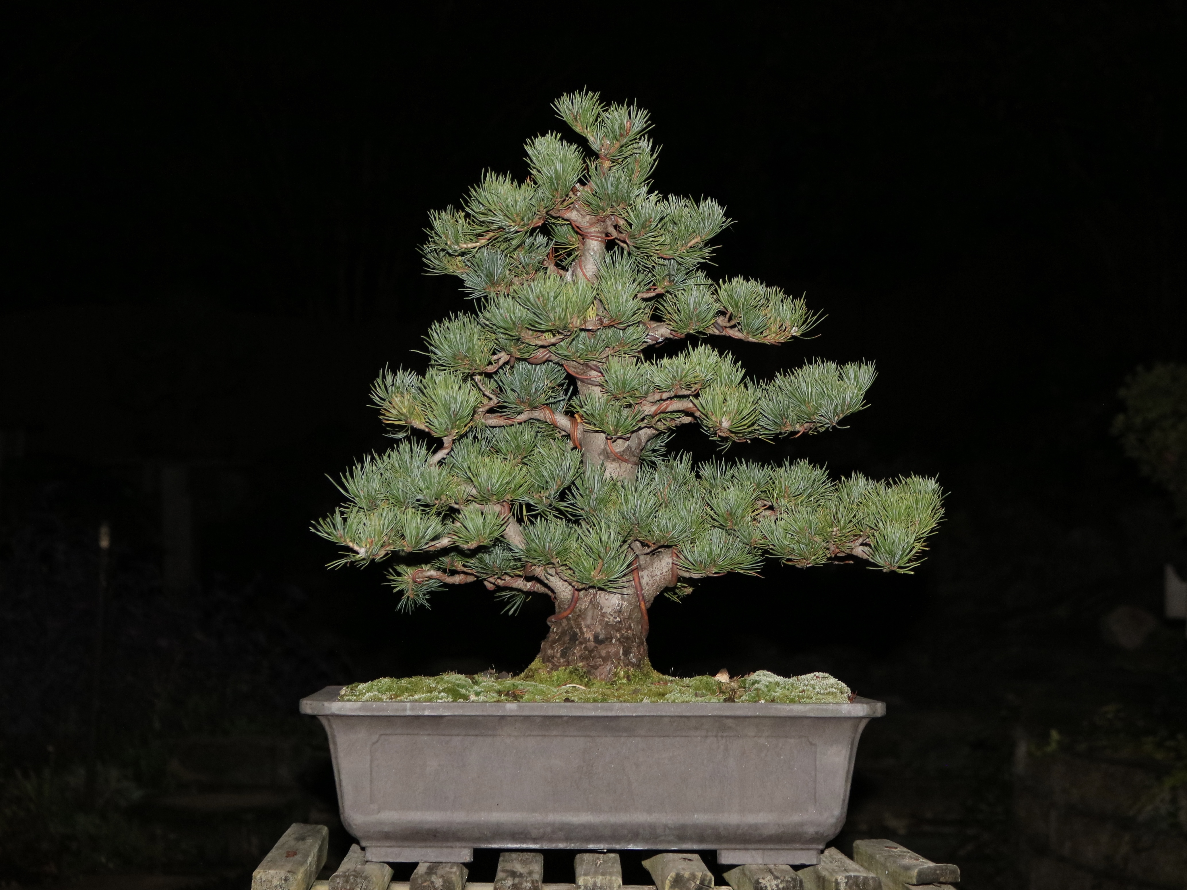 Zuisho Japanese White Pine Progression pt. 2 – Nebari Bonsai