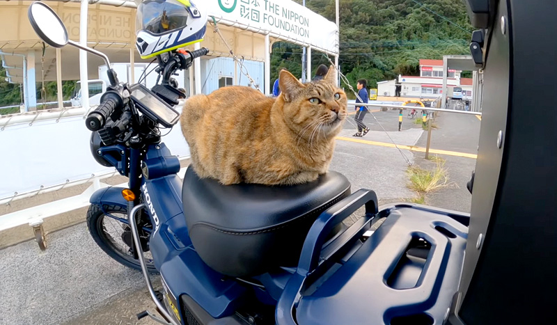 バイクに戻ってきたら、猫さんがシートを温めてくれてた (*´ｪ
