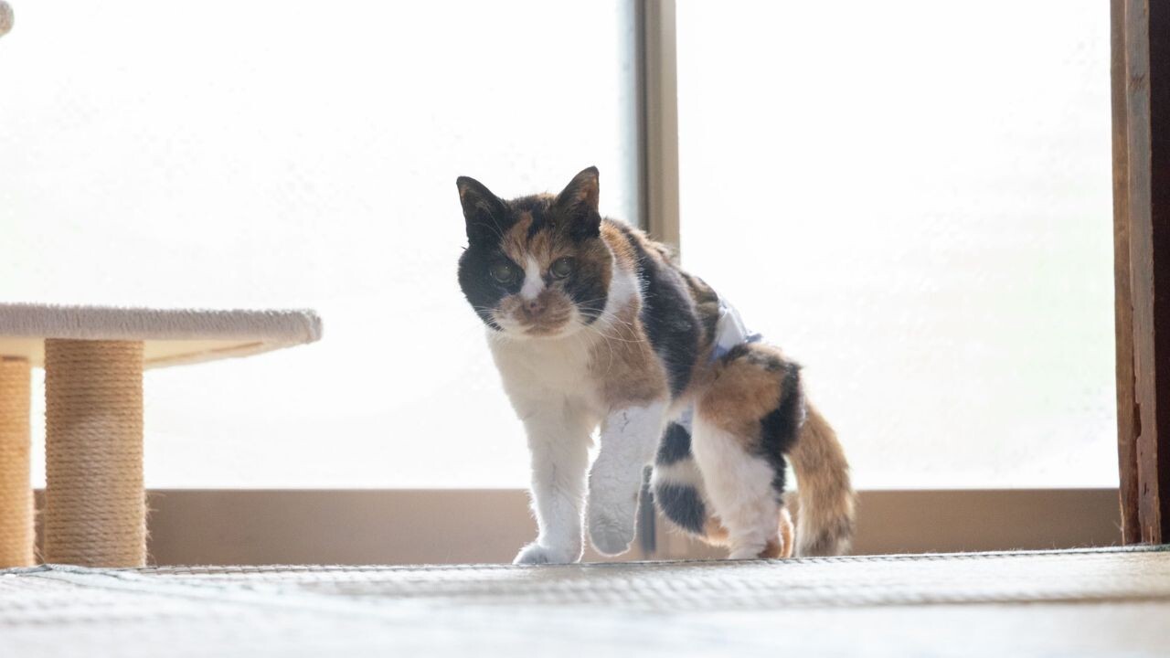 人間なら118歳のご長寿！児童文学作家の飼い主が愛した「みけちゃん