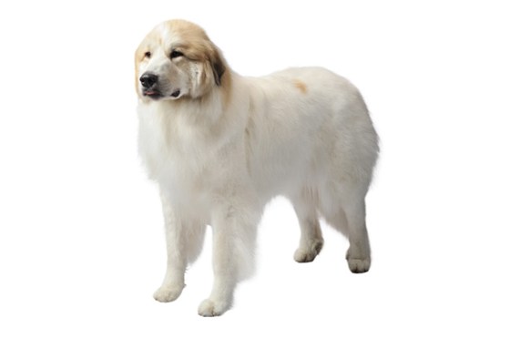 グレート・ピレニーズ | Purina