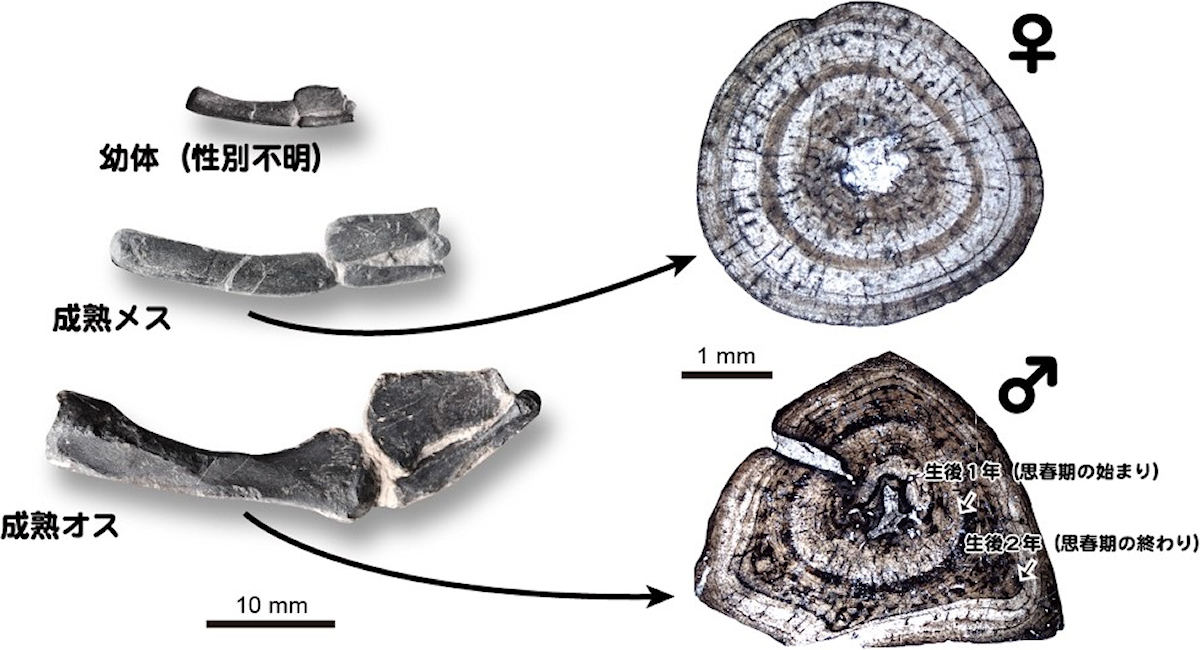 化石爬虫類「ケイチョウサウルス」の“思春期”とは？ 都市大が特定