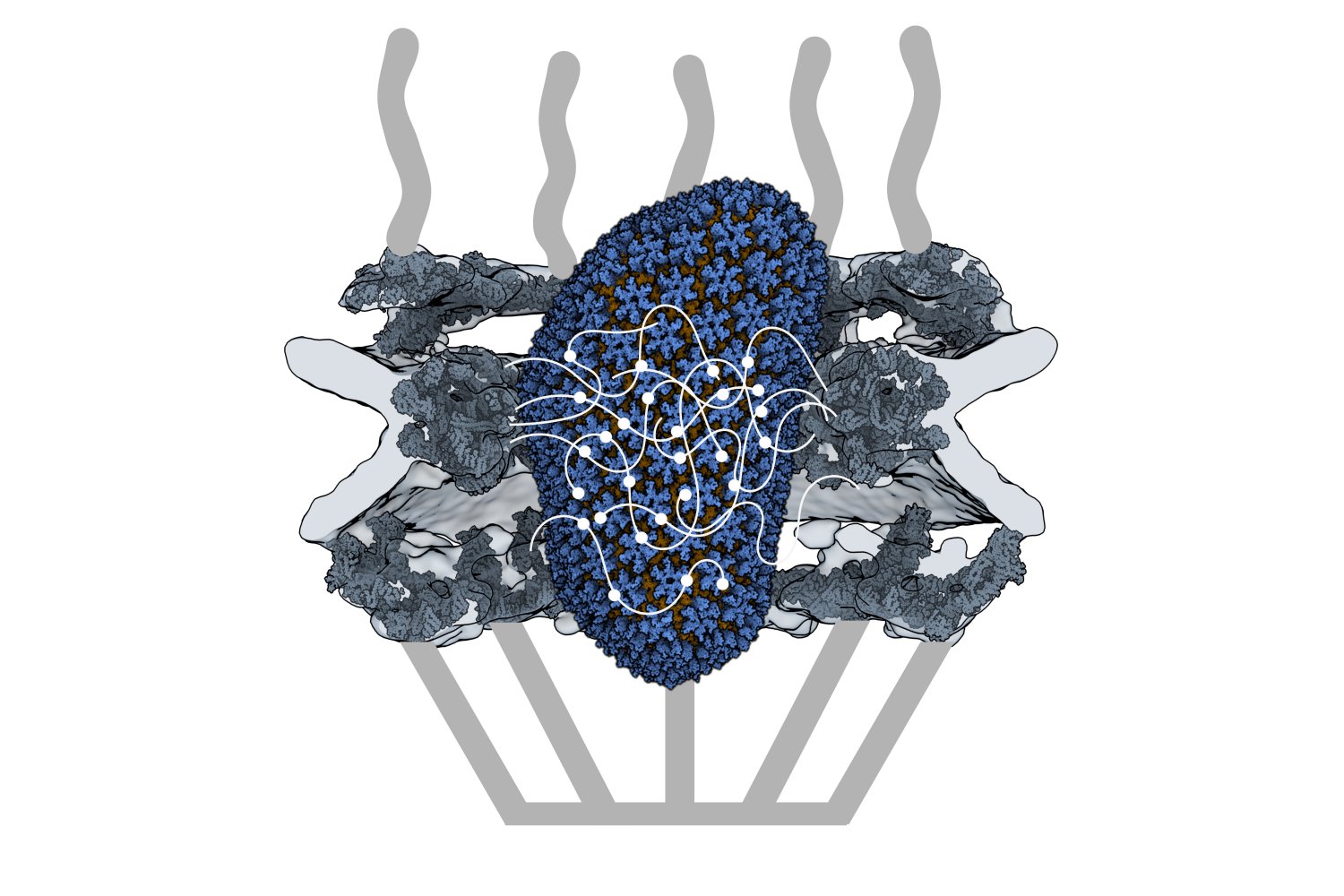 Capsid of HIV-1 behaves like cell's cargo receptor to enter the