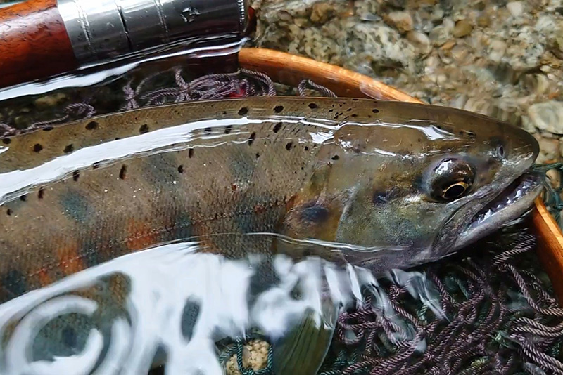 鹿沼様ご投稿・トラッドミノー本日最後の販売｜ニュース（総合ブログ