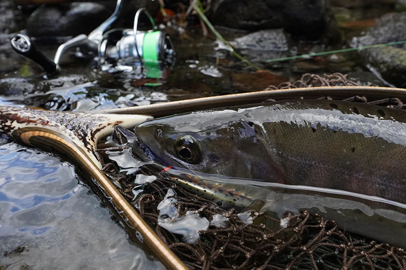 25'トラウトプラッギン｜カスケット｜Casket カスケット