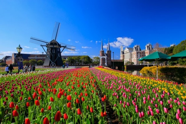 九州最大！100万本超のチューリップがハウステンボスに登場