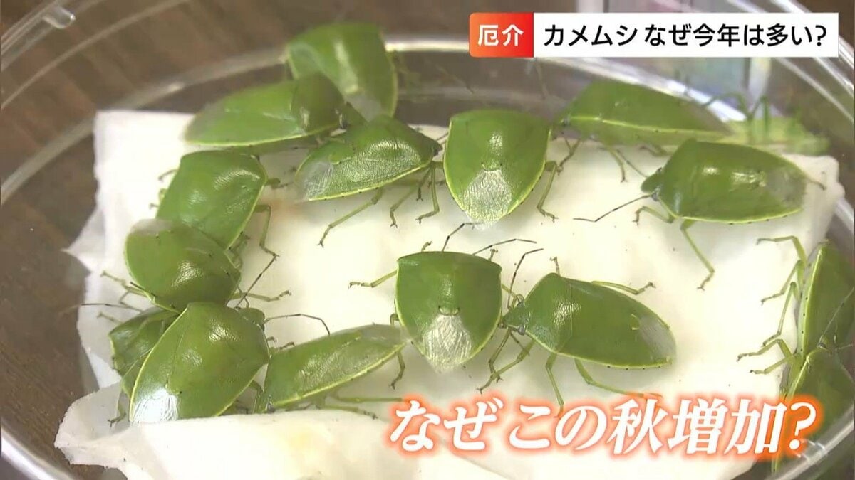 ティッシュで掴むべからず】大量発生中の“カメムシ”は「臭いも一級品