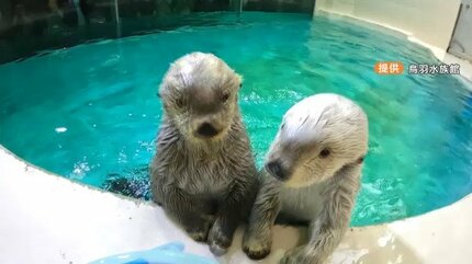 ご長寿ラッコの21歳｢メイちゃん｣ 17歳｢キラちゃん｣国内唯一の2頭に