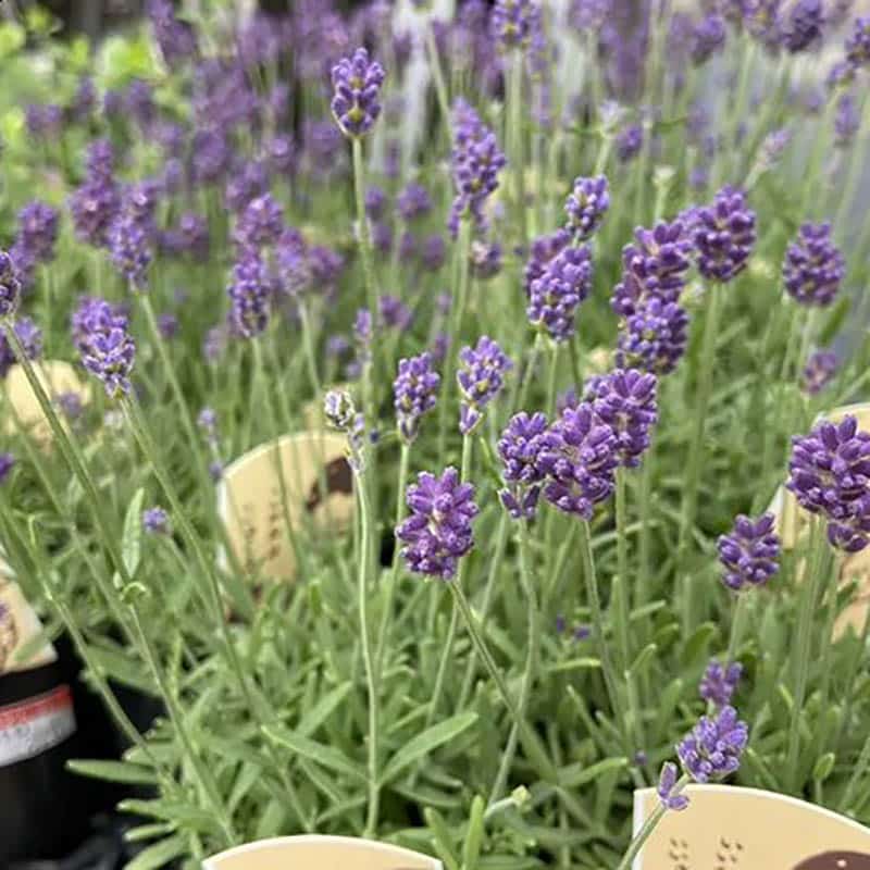 ラベンダー | 花の管理方法 | 新津フラワーランド