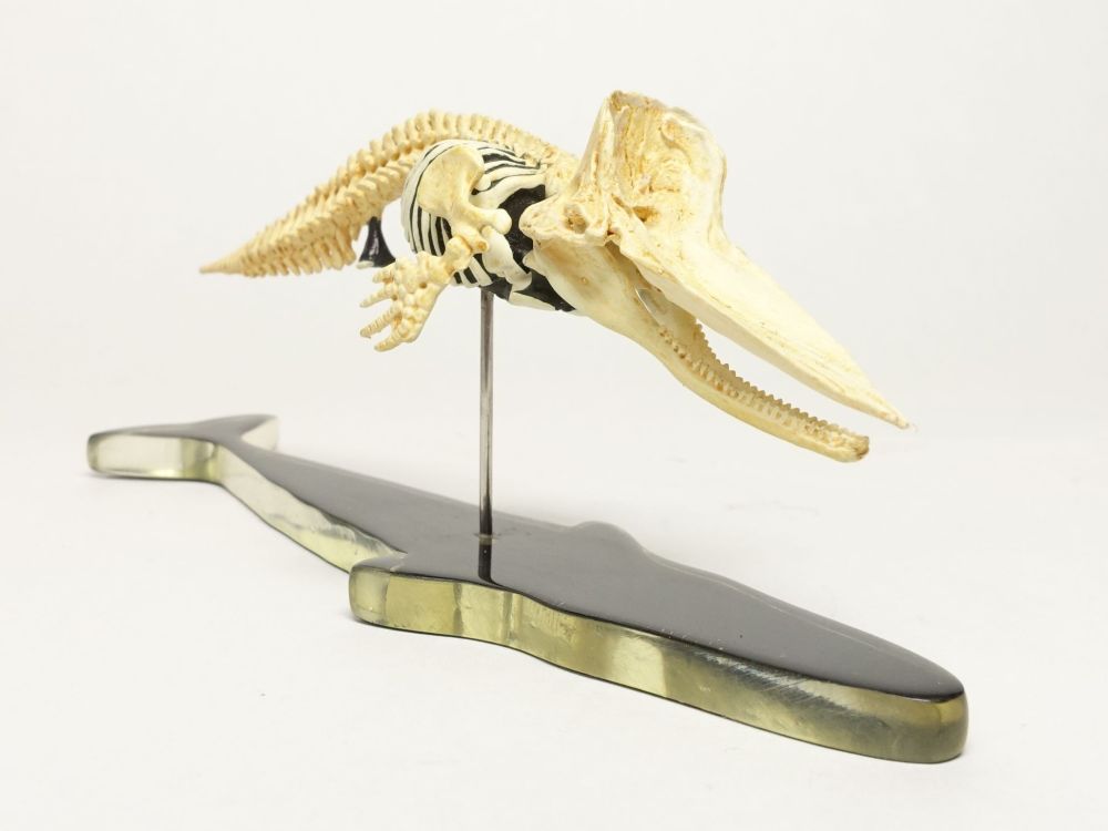 科博所蔵品再現モデル