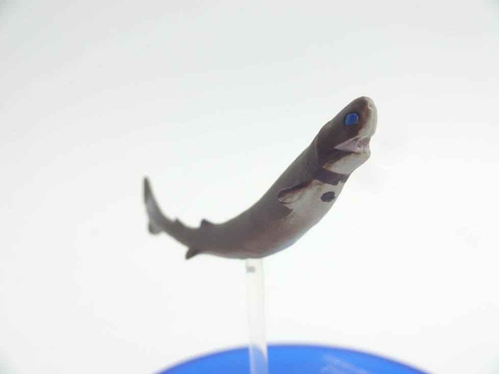 大海の捕食者サメ