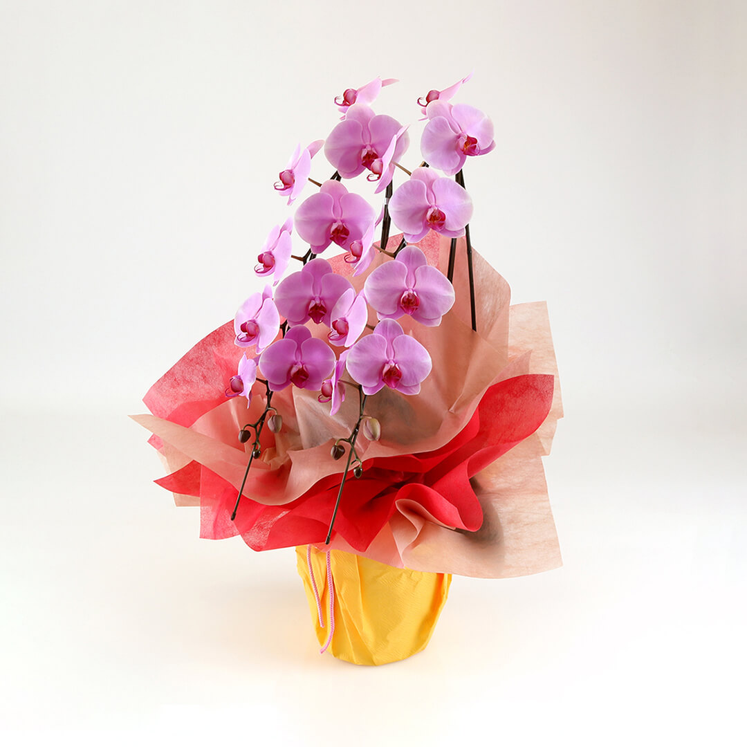 胡蝶蘭大輪 ピンク 2本立ち お祝い | 花のギフト | 日本総合園芸