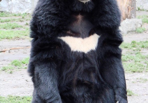 長野から月の輪熊入荷！ | 霞町 さう゛ぁ 公式ホームページ