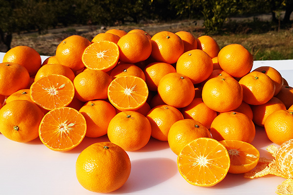 プチたまみ 約5kg・(2S玉中心) | のま果樹園