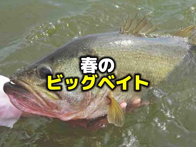 春のバス釣り攻略】ビッグベイトでデカバスを釣りまくれ！ | バス釣り