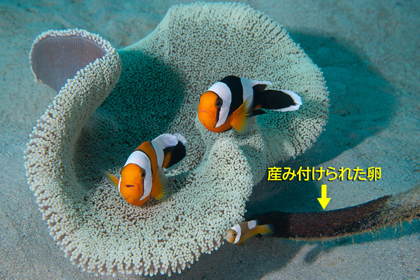 クマノミ徹底解説！ 種類や特徴、驚きの性転換まで！ | ダイビングと海