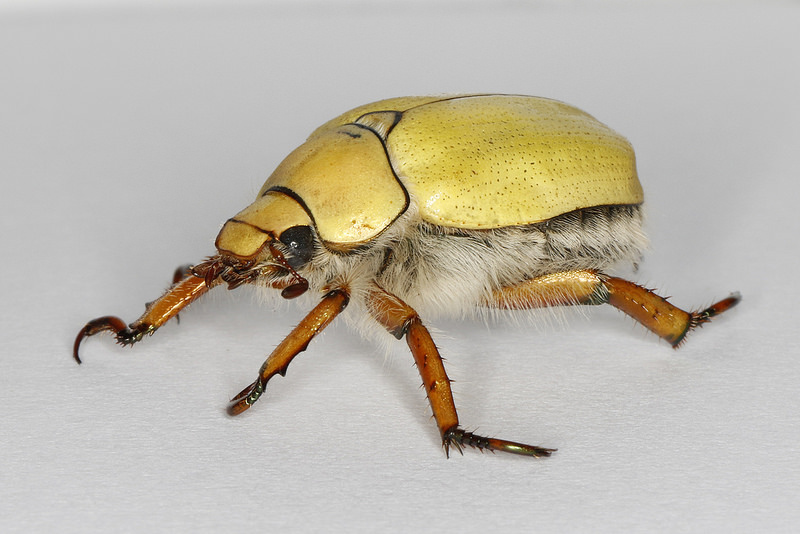 About Goldsmith Beetle - Maryland Biodiversity Project