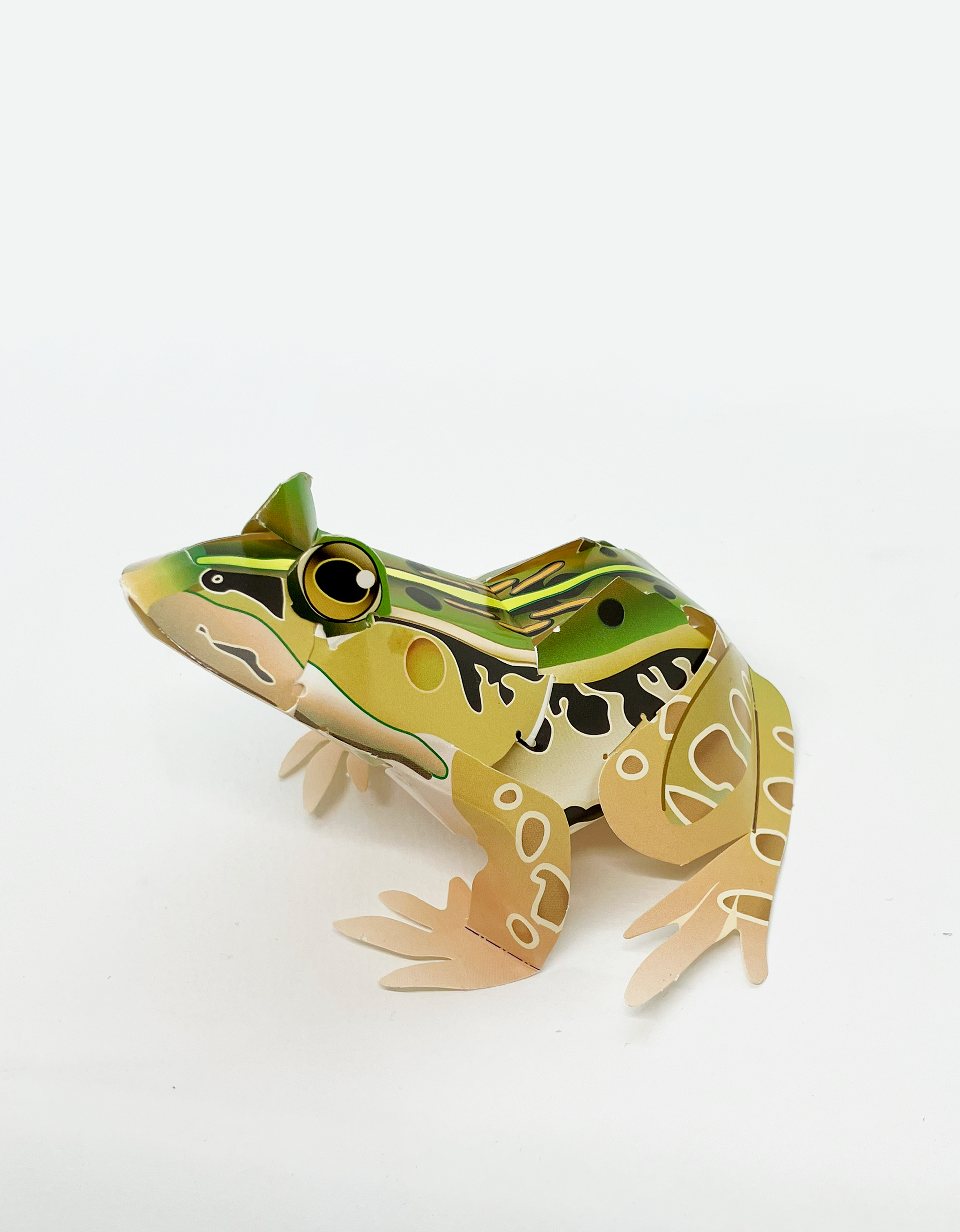 すぐできるカエルVol.3 トノサマガエル | 絵画造形教室 お絵描きぽけっと