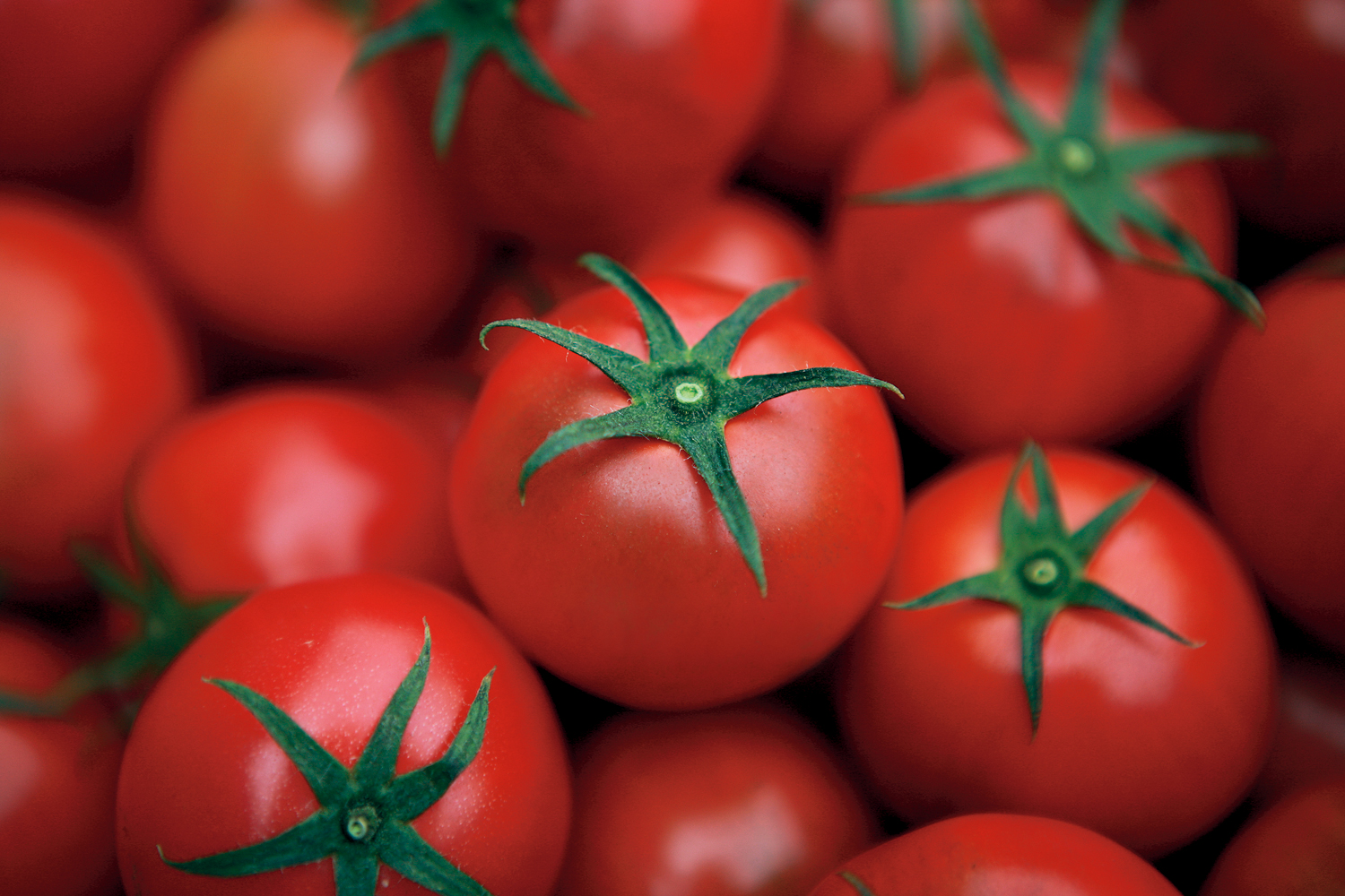 リサ・フルーツトマト【独自の酸味と甘み】 | 高知県おかざき農園
