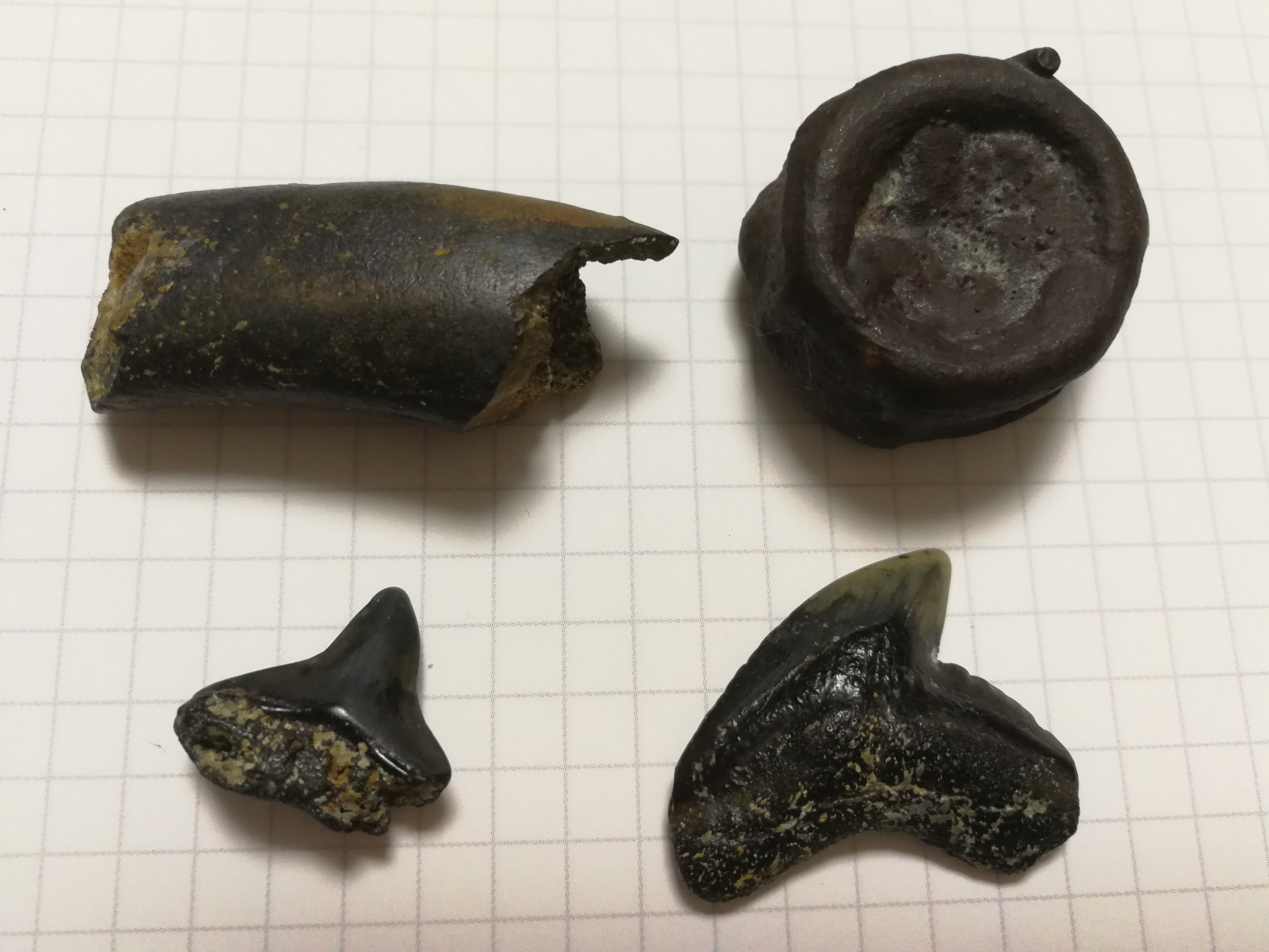 海で化石を探してサメの歯の化石を見つけた。 | かまんかまんぬ沖縄暮らし