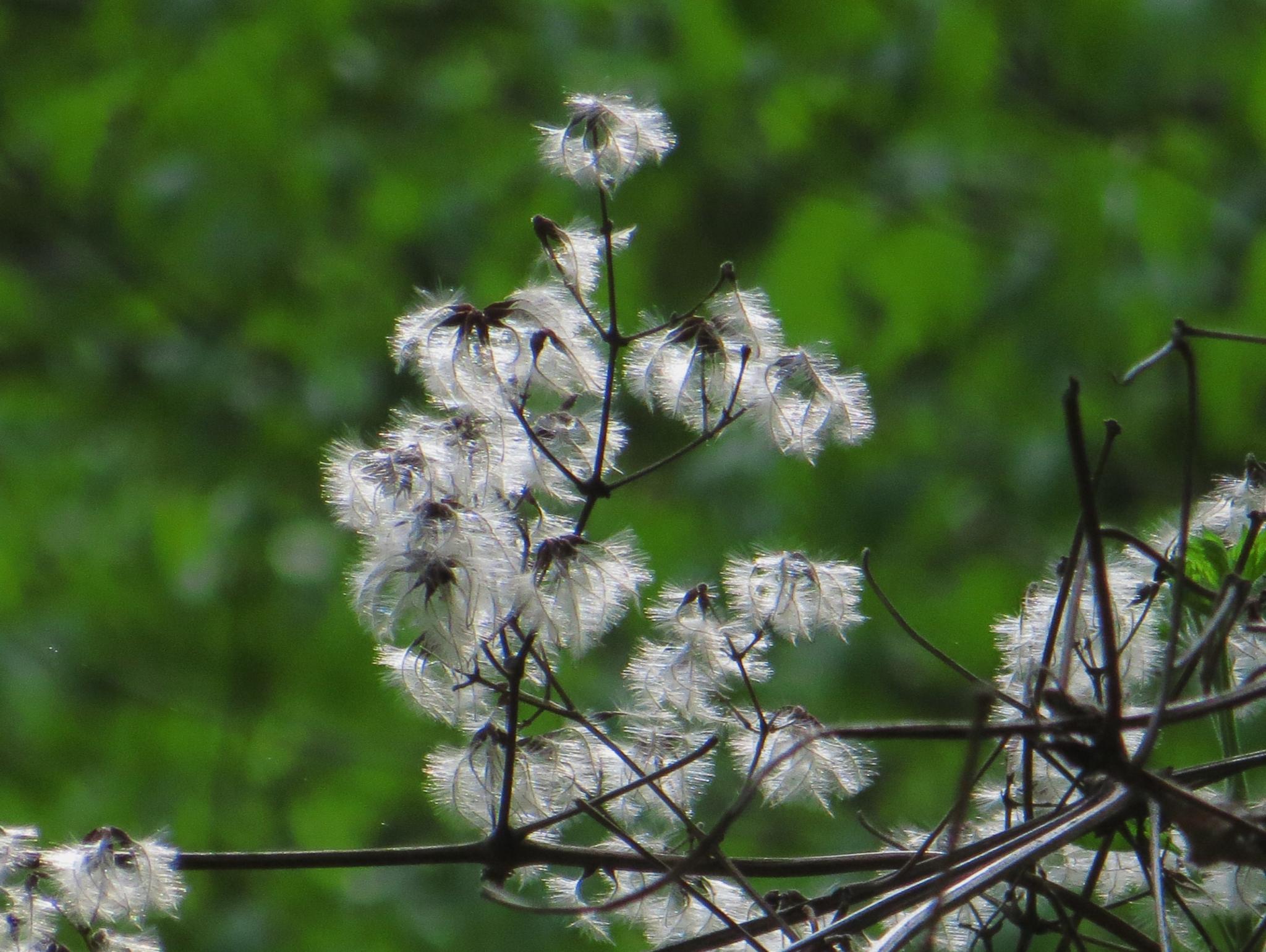 奥多摩植物目録