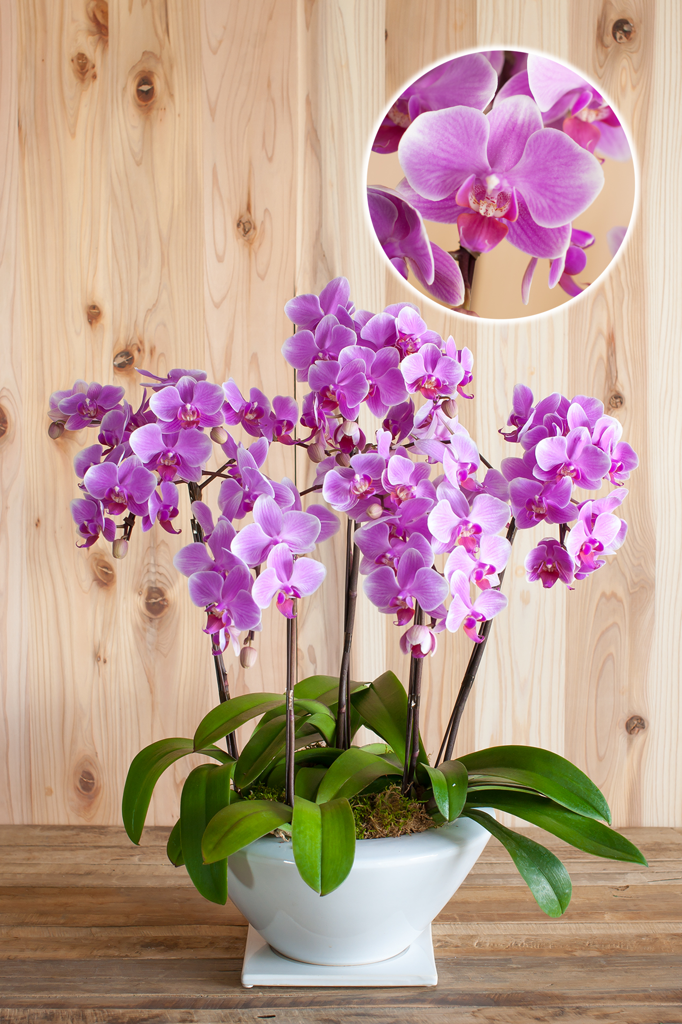 ミディ胡蝶蘭】白平鉢 (濃ピンク 8号5本立ち) Lサイズ 高さ75cm（1