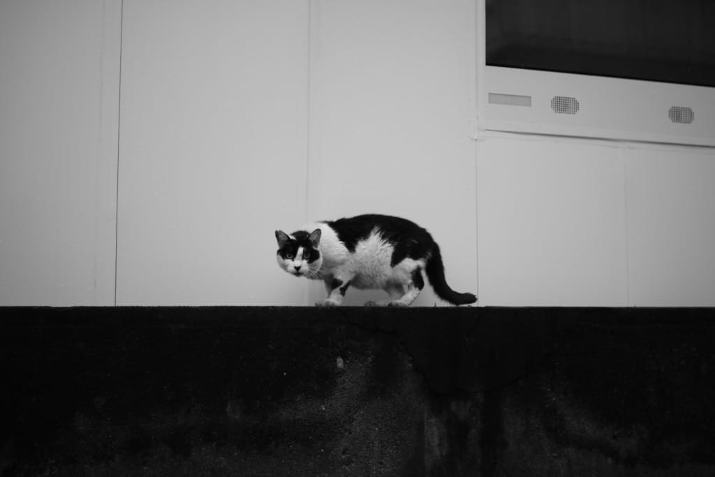 Carl Zeiss Jena Tessar 50mm f2.8 M42 Review作例 神オールドレンズ銘玉