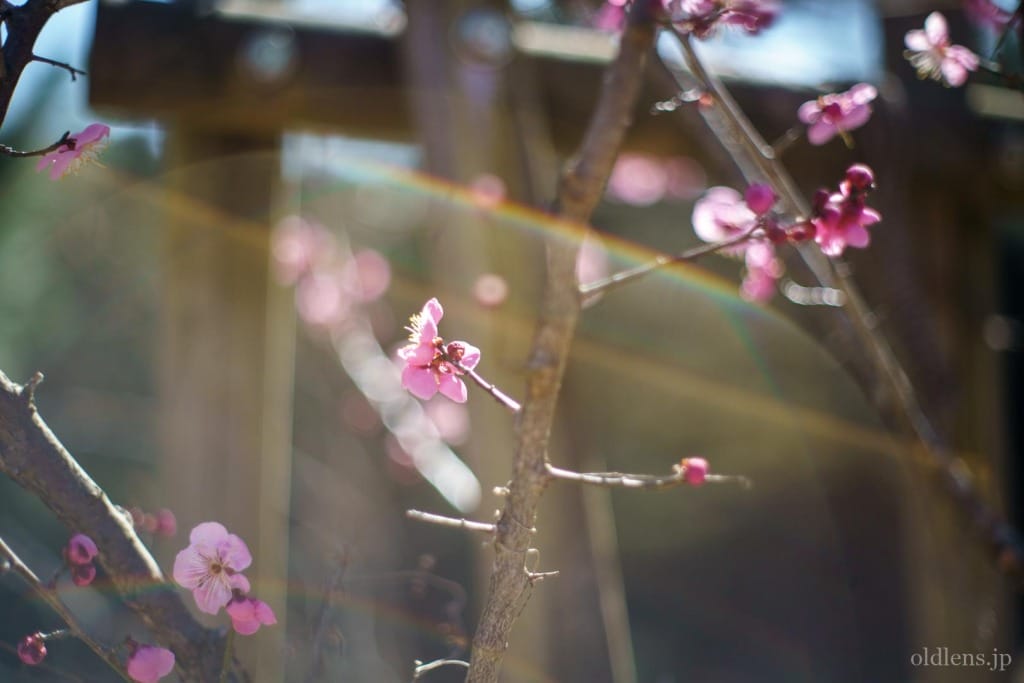 Yashica Auto Yashinon-DX 50mm F1.4 M42 Review作例 富岡光学製