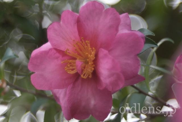 Trioplan 100mm f2.8VのReview作例 シャボン玉バブルボケ Meyer-Optik