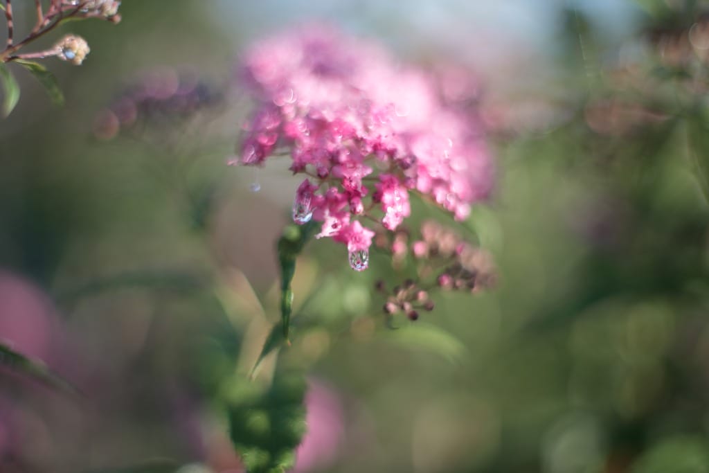 Super-Multi-Coated TAKUMAR 50mm f1.4 レビュー作例 PENTAX銘玉神
